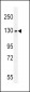 BUB1 (BUB1a) Antibody (C-term)