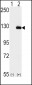 BUBR1 (BUB1B) Antibody (N-term)