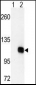 DGKZ Antibody (C-term)