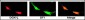 DGKZ Antibody (C-term)