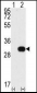 NEK7 Antibody (N-term)