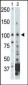 NEK9 Antibody (C-term)