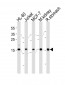 NME2 Antibody (N-term)