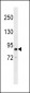 GRAF (OPHN1L) Antibody (Center)