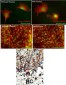 PACSIN2 Antibody (C-term)