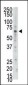 PAPSS2 Antibody (C-term)