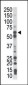 PCK1 Antibody (N-term)