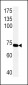 PCK1 Antibody (C-term)