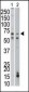 PCK1 Antibody (C-term)