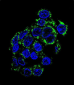 PCK2 Antibody (N-term)