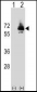 PCK2 Antibody (N-term)