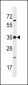 PRPK Antibody (Center)