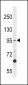 TTK (MPS1) Antibody (N-term)