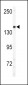 ULK2 Antibody (C-term)