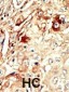 WEE1 Antibody (Center)