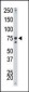 IKK alpha Antibody