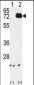 IKK alpha Antibody