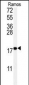 UBC9 Antibody