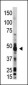 OAS1 Antibody (C-term)