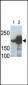 LRP5 Antibody (C-term)