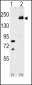 LRP6 Antibody (C-term T1546)