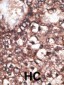 APOER2 (LRP8) Antibody (C-term)