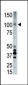 APOER2 (LRP8) Antibody (C-term)