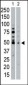 SGK2 Antibody (N-term)