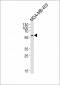 PIK3R3 Antibody (C-term)