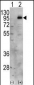 PIP5KI gamma (PIP5K1G) Antibody (C-term)