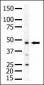 PIP4KII-alpha (PIP4K2A) Antibody (N-term)