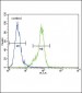 Dnmt1 Antibody (C-term S1602)