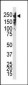 Dnmt1 Antibody (C-term S1602)