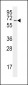 SAE2 (UBA2) Antibody (C-term E616)