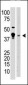 MBD2 Antibody (N-term)