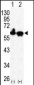 HDAC2 Antibody (C-term)