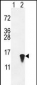 ISG15 Antibody (N-term)