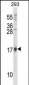 ISG15 Antibody (N-term)