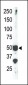 SET7 (SET9) Antibody (Center)