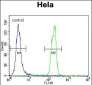 SUMO1 Antibody (N-term E67)