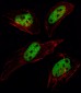 SUMO1 Antibody (N-term E67)