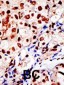 SUMO1 Antibody (N-term E67)