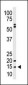 SUMO1 Antibody (N-term E67)