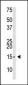 SUMO2/3 Antibody (Center)