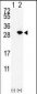 SUMO2/3 Antibody (Center)