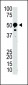 SUV39H2 Antibody (N-term)