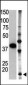 SUMO2 Antibody (C-term)