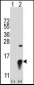 SUMO2 Antibody (C-term)