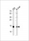 Pan SUMO Antibody