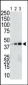 GST Tag Antibody